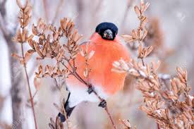 Maybe you would like to learn more about one of these? Bird Bullfinch Red Chest Close Up On The Background Of Branches Stock Photo Picture And Royalty Free Image Image 128128927