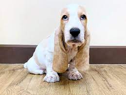 In states with puppy lemon laws, be sure you and the person you get the dog from both understand your rights and recourses. Basset Hound Dog Male Lemon White 2504458 Petland Grove City Oh