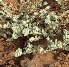 Image result for Glinus lotoides