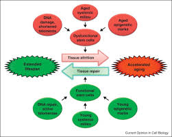 Reprogramming Aging And Progeria Sciencedirect