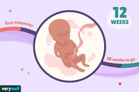 The most sensible approach to controlling your weight during pregnancy is to eat a healthy diet and get gentle exercise to ensure that weight gain is not too dramatic. 12 Weeks Pregnant Baby Development Symptoms And More