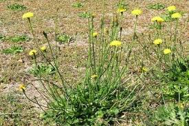 Image result for Hypochaeris