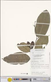 Image result for Vernonia ituriensis