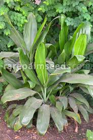 En verano produce racimos erectos de flores en forma de espuela de color. Cordyline Fruticosa Lirio De Palma Arbol De Reyes Compra Semillas En Rarepalmseeds Com