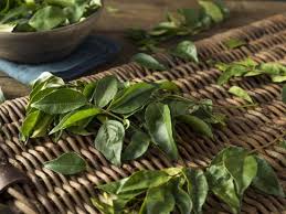 Pohon daun kari, atau pohon salam koja, adalah tumbuhan yang daunnya sering dipakai sebagai penyedap rasa kari. 4 Cara Menanam Daun Kari Dari Bibit Hingga Panen