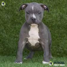 It makes a good family dog as long as the family can handle its boisterousness. Pitbull Puppies For Sale American Pitbull Terrier Breeding Centre Pitbull Forest House