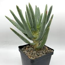 Image result for Aloe buchananii