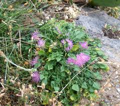 Image result for Blepharispermum pubescens