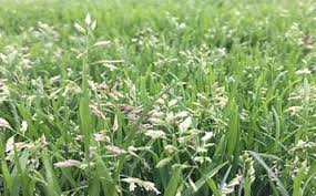 Image result for Poa