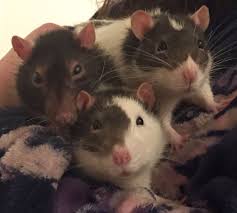 Winston Harvey And Ty 3 Pets Pets 3 Animals