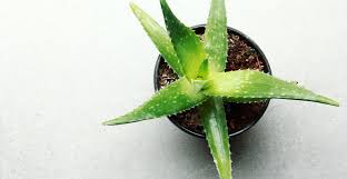 Check spelling or type a new query. Easy Succulents For Beginners And How Tos For Indoor Gardeners Life S Dirty Clean Easy