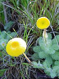 Image result for Psammotropha myriantha