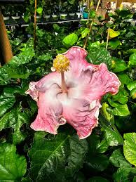 Image result for Hibiscus pusillus