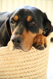 Black And Tan Dog Breeds List Pin On K 9s Black Tan Hounds