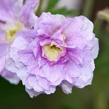 Image result for Geranium `Summer Skies`