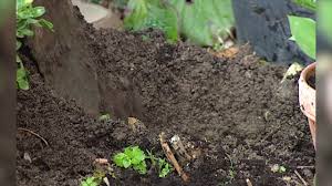 En raison de sa nature un rien envahissante, éviter d'installer le muguet dans les massifs.; Le Jour Du Muguet Youtube