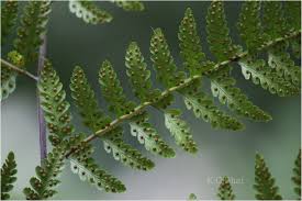 Image result for Microlepia speluncae