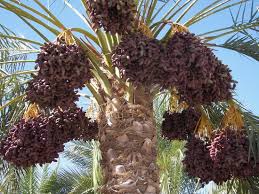  dates image