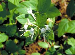 A climbing plant with flowers that smell sweet 2. Japanese Honeysuckle National Invasive Species Information Center