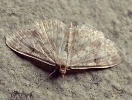 Image result for Anania perlucidalis