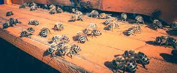 Lauderdale, davie, sunrise, weston, plantation, tamarac, boca raton, boynton. R B Pest Control Janesville Exterminator Beloit Ants Wasp Rodent