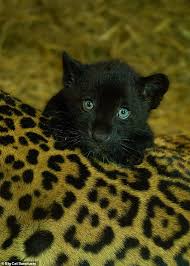 Adorable Rare Female Black Jaguar Cub Is Born At A Big Cat Sanctuary In Kent Daily Mail Online
