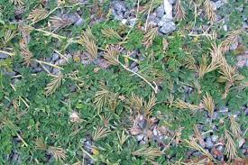 Image result for Indigofera circinella