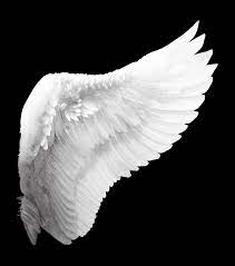 L686 1432587857 222089 Full 2 981 3 364 Pixels White Angel Wings Wings Art Wings Drawing