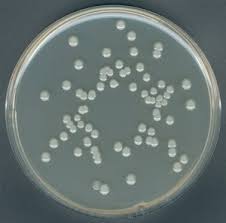 Pouring agar plates for mushroom cultivationподробнее. Plate Count Agar Suitable For Microbiology Nutriselect Plus
