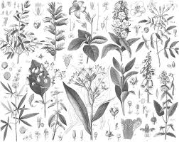 Image result for Trichilia quadrivalvis