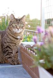 Unser Katzenbalkon Das Katzennetz Mit Bildern Katze Balkon