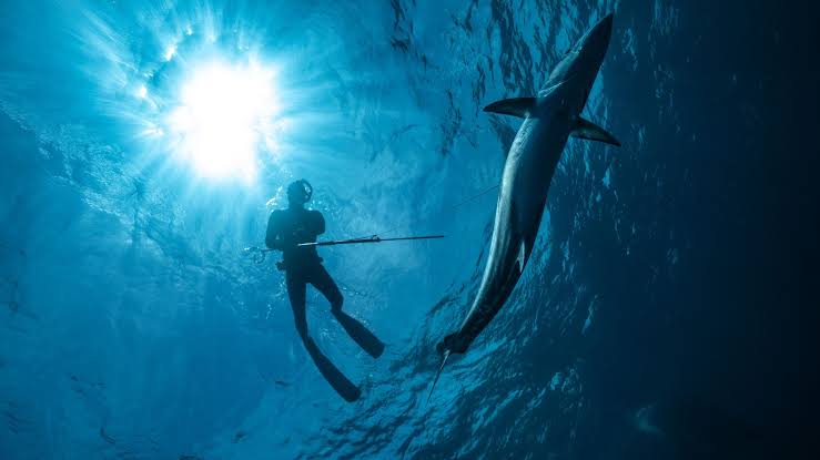Spearfishing 101: A Quick Guide For Your Next Travel Adventure - My Boat  Life