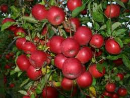 Apple Tree Kashmir Organic Farming Prunus Fruit Plants