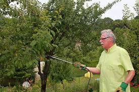 Traitement Bio Des Arbres Fruitiers Arbre Fruitier Fruitier Pecher Arbre