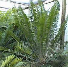 Image result for Encephalartos chimanimaniensis