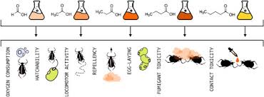 These common house insects prefer such areas for living and for breeding. The Short Chain Fatty Acids As Potential Protective Agents Against Callosobruchus Maculatus Infestation Sciencedirect