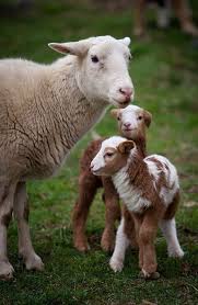 16 Moments About Animal Parenting Creative Picture Digital Photography Idea Animals Cute Animals Animals Beautiful
