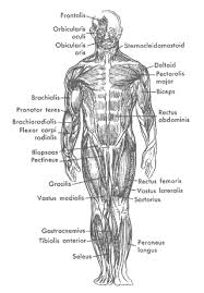 Maybe you would like to learn more about one of these? Medword Medical Transcription Human Anatomy Learn About Digital Dictation Buy Wavpedal Courses Practice Tapes