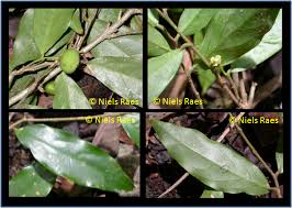 Image result for Putranjivaceae