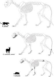 Cineva trabie sa posteze mai des pe acest subreddit minunat (self.caracal). Skeletal Elements Preserved For Leopard Caracal Serval And African Download Scientific Diagram