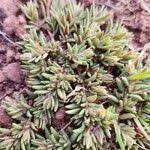 Image result for Portulaca foliosa