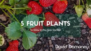 Here is a list of top 5 fruit trees that grows best on your terrace. David Domoney S Top 5 Fruit Trees To Grow In Any Garden