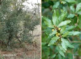 Image result for Euclea undulata