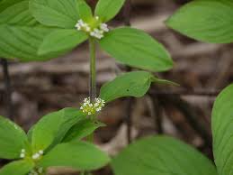 Image result for Spermacoce ocymoides