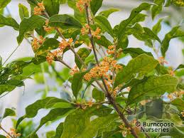 We did not find results for: Osmanthus Fragrans F Aurantiacus From Burncoose Nurseries