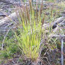 Image result for Agrostis products
