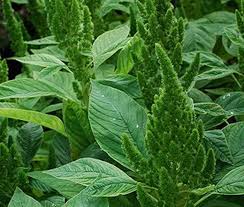 Image result for Amaranthus thunbergii