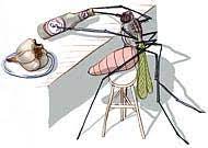 Like how bug spray would repel mosquitoes. The Claim Eating Garlic Helps Repel Mosquitoes The New York Times