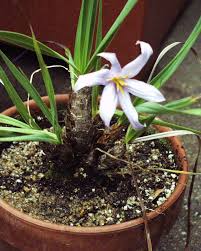 Image result for Xerophyta wentzeliana