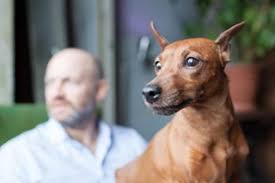 Maybe you would like to learn more about one of these? Last Kiss At Home Chicago Pet Euthanasia And Cremation Services